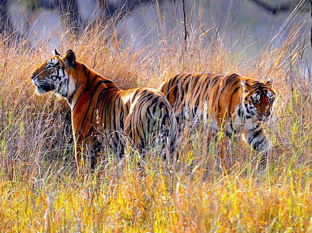 Country Gets Its First Tiger Repository