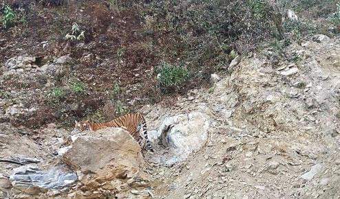 First Tiger Photographed In Darjeelings Neora Valley