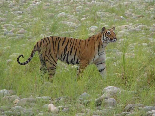 Tiger Found Dead At Jim Corbett