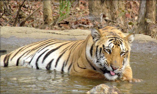 India Launches Huge Search For Jai, The Nation's Famous Tiger