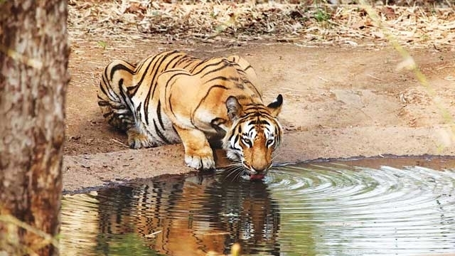 Not Just Poaching, Territorial Fights May Be Behind Fall In Tiger Number