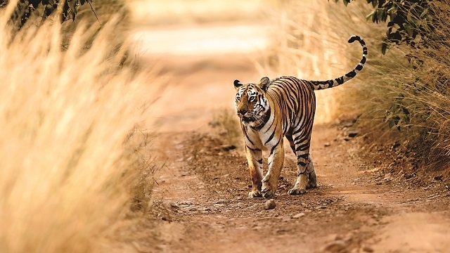 Bad Year For Tigers? 21 Big Cats Dead In 65 Days Of 2017