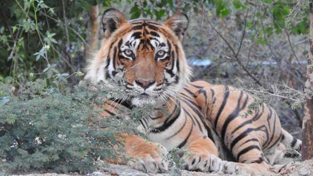 Chhattisgarh: Police Arrest Four With Tiger And Leopard Skins