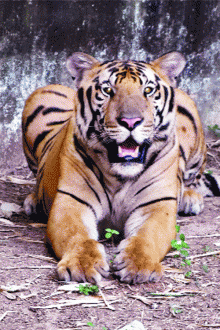 SAVING THE INDIAN TIGER