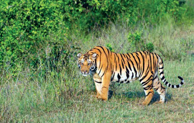 Search Begins For Tiger Missing From Nagpur Sanctuary