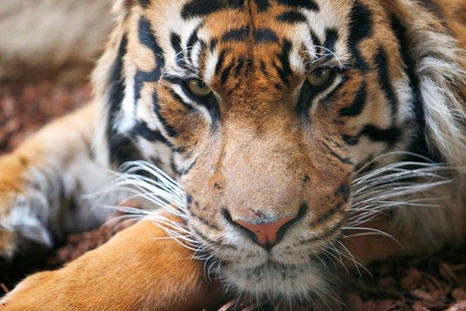 Jim Corbett National Park: Uttarakhand HC Bans Construction In 10 Km Radius