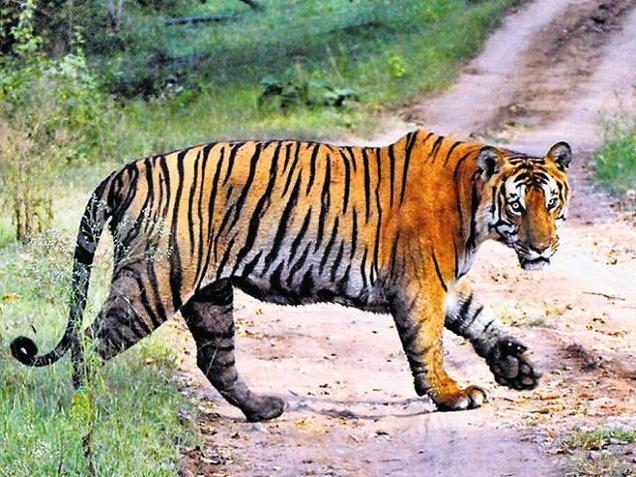 Indian tigers may replenish Cambodian forests 