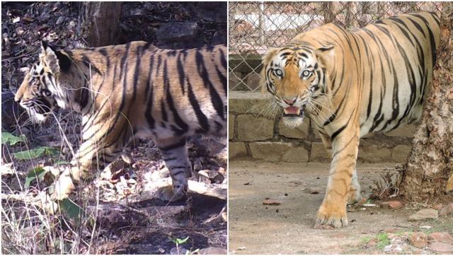 â€˜Jailedâ€™ Tiger Brothers Of Bandhavgarh Reserve Being Separated, Translocated