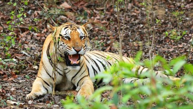 Tiger Conservationist Thapar Criticises Radio Collaring Of Missing Tiger Jai