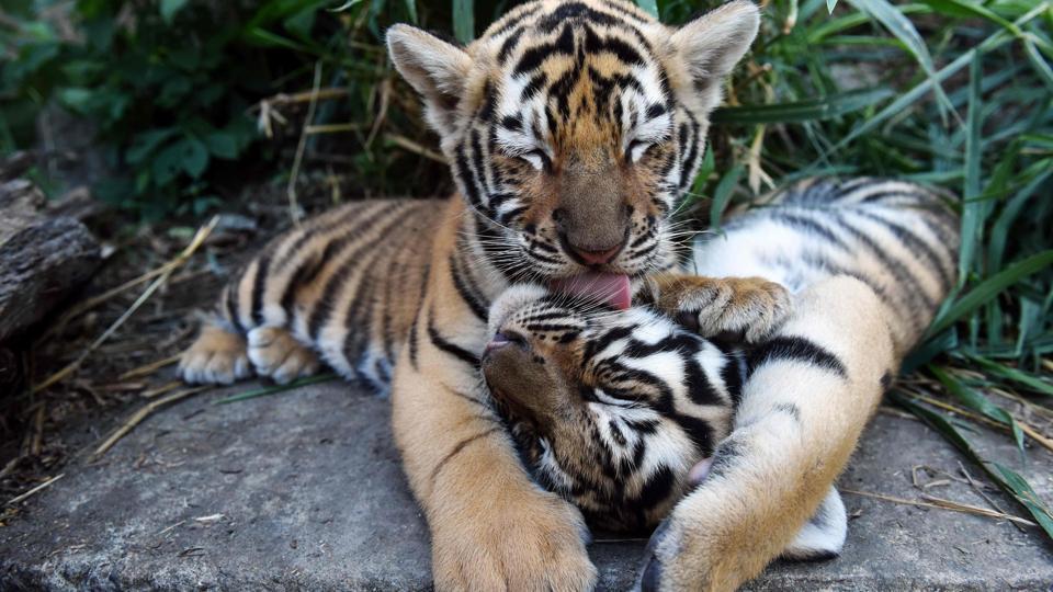 Three Tiger Cubs Spotted In Rajasthanâ€™s Ranthambore National Park