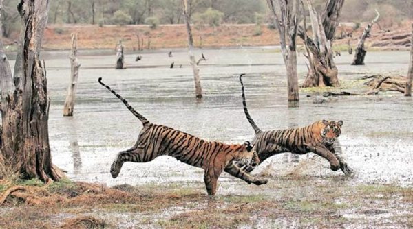 Madhya Pradesh: Tigeress Killed Kanha Tiger Reserve