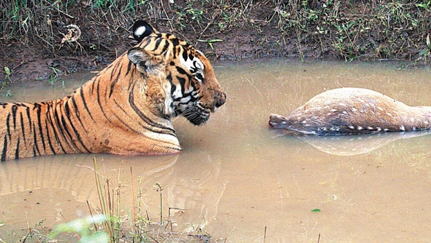 Increasing Tiger Density in Karnataka Heightens Infighting Risks