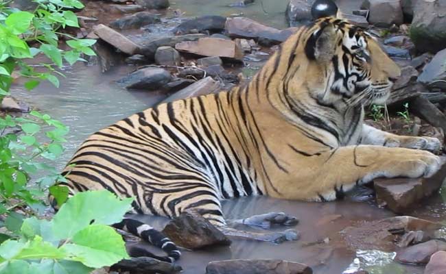 Man Killed By Tiger In Kanha Tiger Reserve