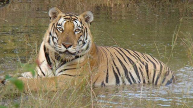 Three Tigers, 3,000 Buffaloes: Jharkhandâ€™s Lone Reserve Turning Into Cowshed