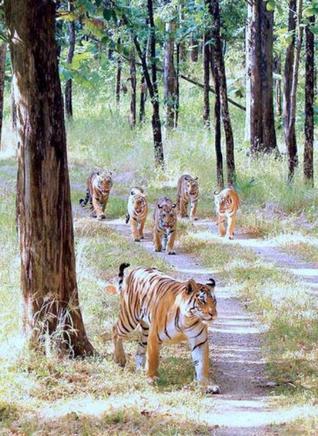 Collar Wali Cynosure Of All Eyes In Pench Tiger Reserve