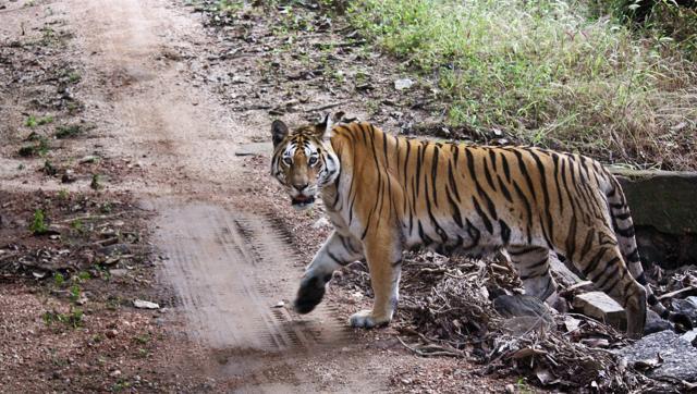 Why Indiaâ€™s Tiger Count May Not Paint The True Picture Of Big Cat Numbers