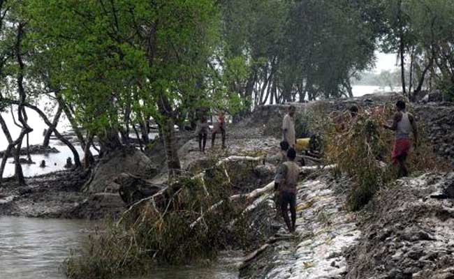 Sundarbans Has 182 Tigers, Pollution A Major Concern: Report