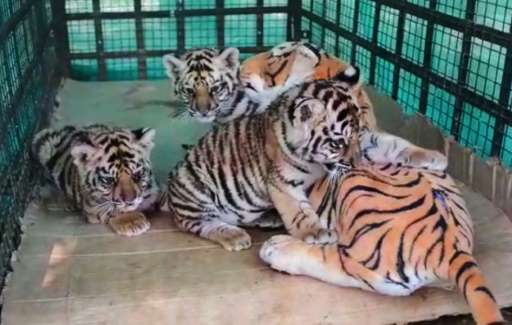 Dummy Mummy Comes To The Rescue Of Tiger Cubs In India