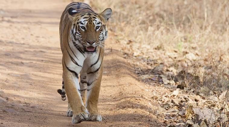 American Firm Proposal Worth Over Rs 800 Crore For Tadoba Tiger Reserve In Maharashtra