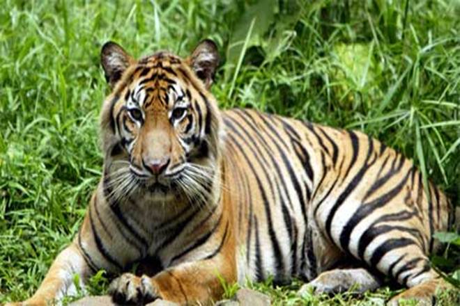 Stop Tiger Safari In â€˜Mowgli Landâ€™: Centre To MP Government