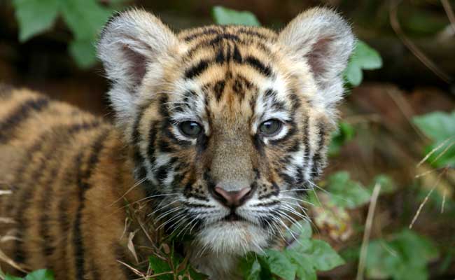 Tiger Cub Found Dead In Maharashtra's Tadoba Reserve