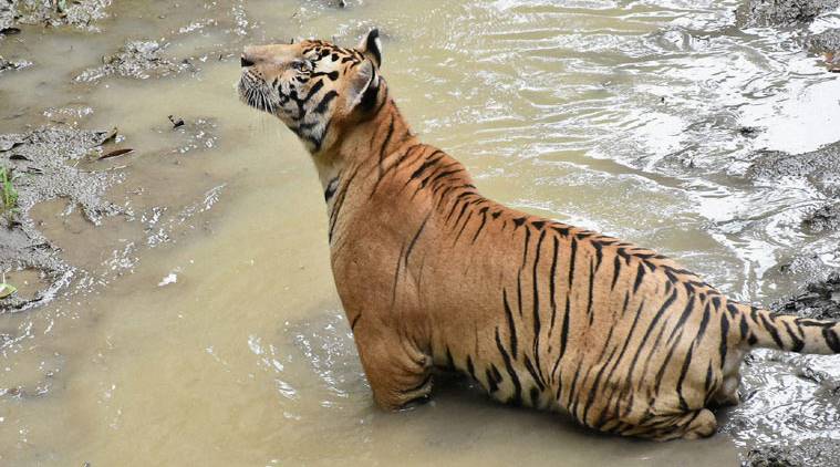 Tiger Spotted At 12,000 Feet In Uttarakhand For The First Time: Report