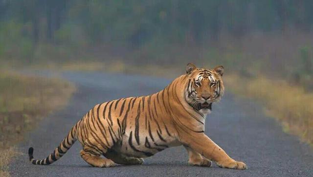 Fresh Search To Locate Missing Tiger Near Nagpur