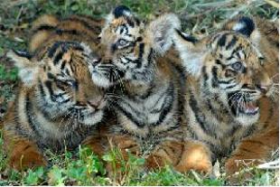 Nagpur: 3-member Team To Probe Missing Tiger Case