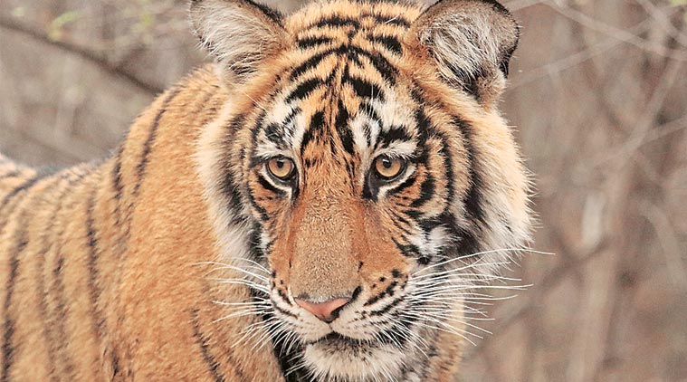 MP proposes to make a tiger safari in Mowgli-land, awaits NTCA permission