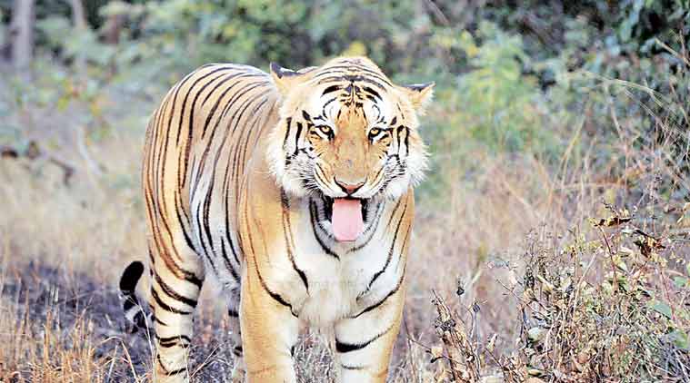 Maharashtra Seeks Video Footage From Telangana To Trace Missing Tiger Jai