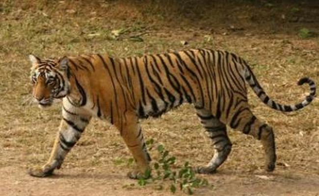  Tigress Killed In Kanha Tiger Reserve