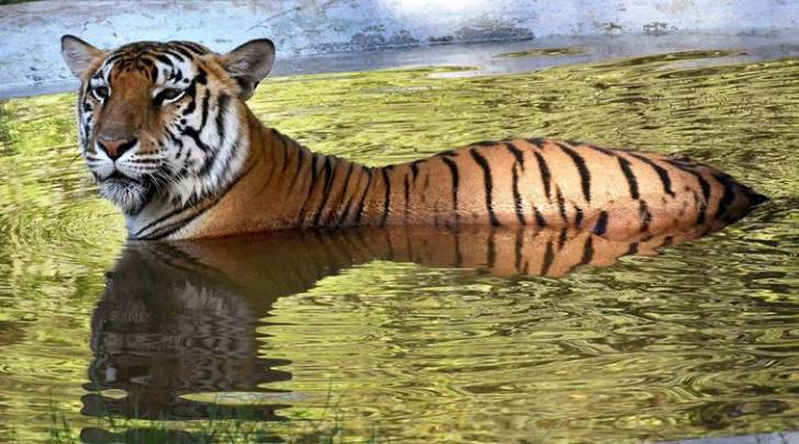 India now has 70 percent of world's tiger population