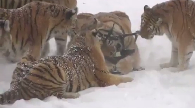 Tigers Knocking Down A Drone Is The Most Thrilling Thing Youâ€™ll See On The Internet Today