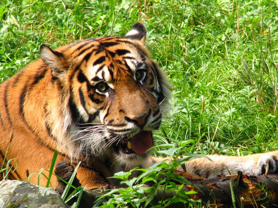 Achanakmar Tiger Reserve