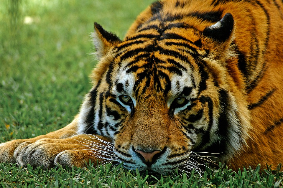 Bhadra Tiger Reserve