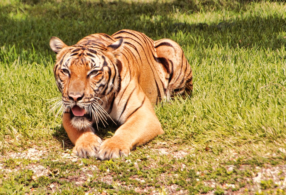 Biligiriranga Swamy Tiger Reserve