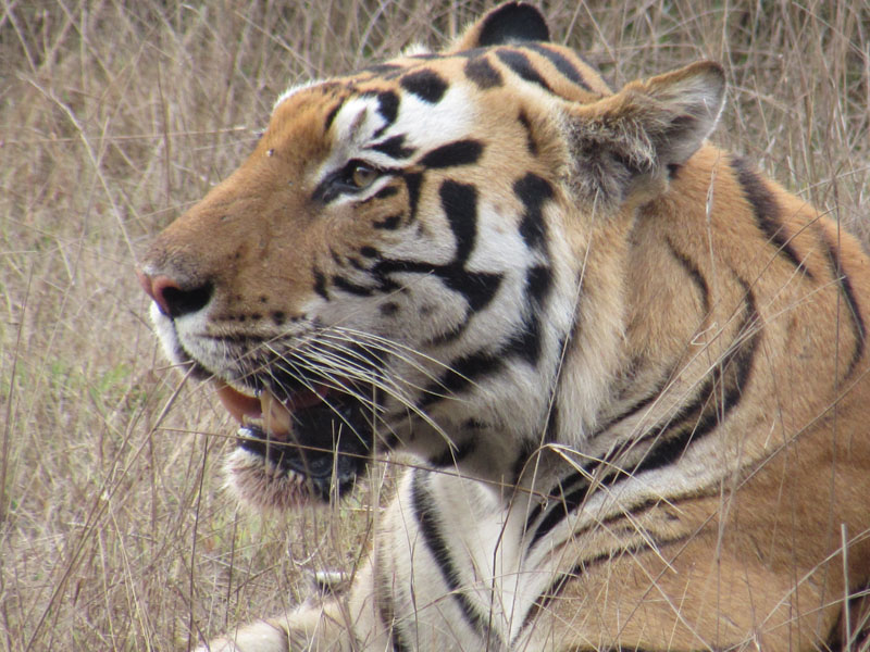 Similipal Tiger Reserve