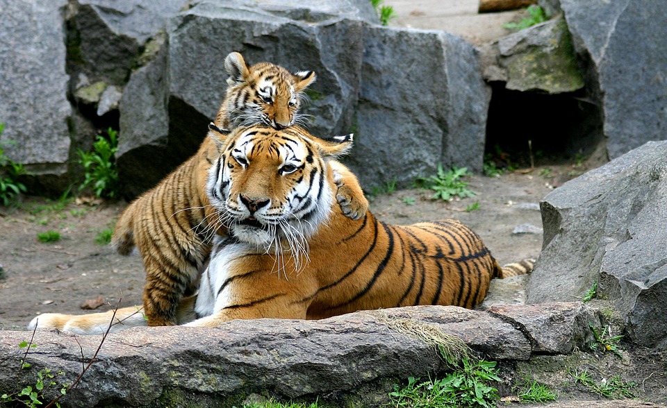 Pakke Tiger Reserve