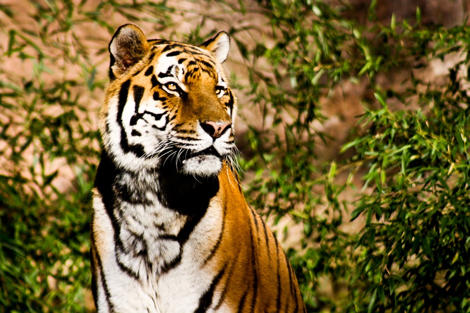 Panna Tiger Reserve 