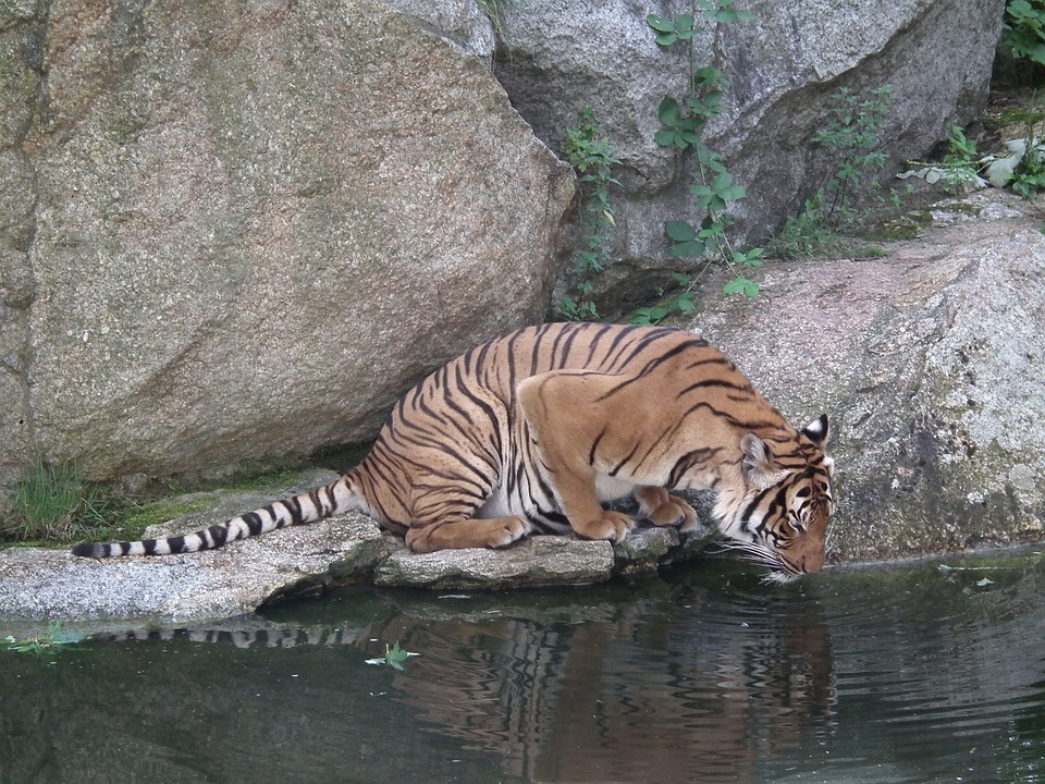 Sariska Tiger Reserve 