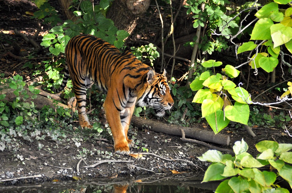 Udanti-Sitanadi Tiger Reserve 
